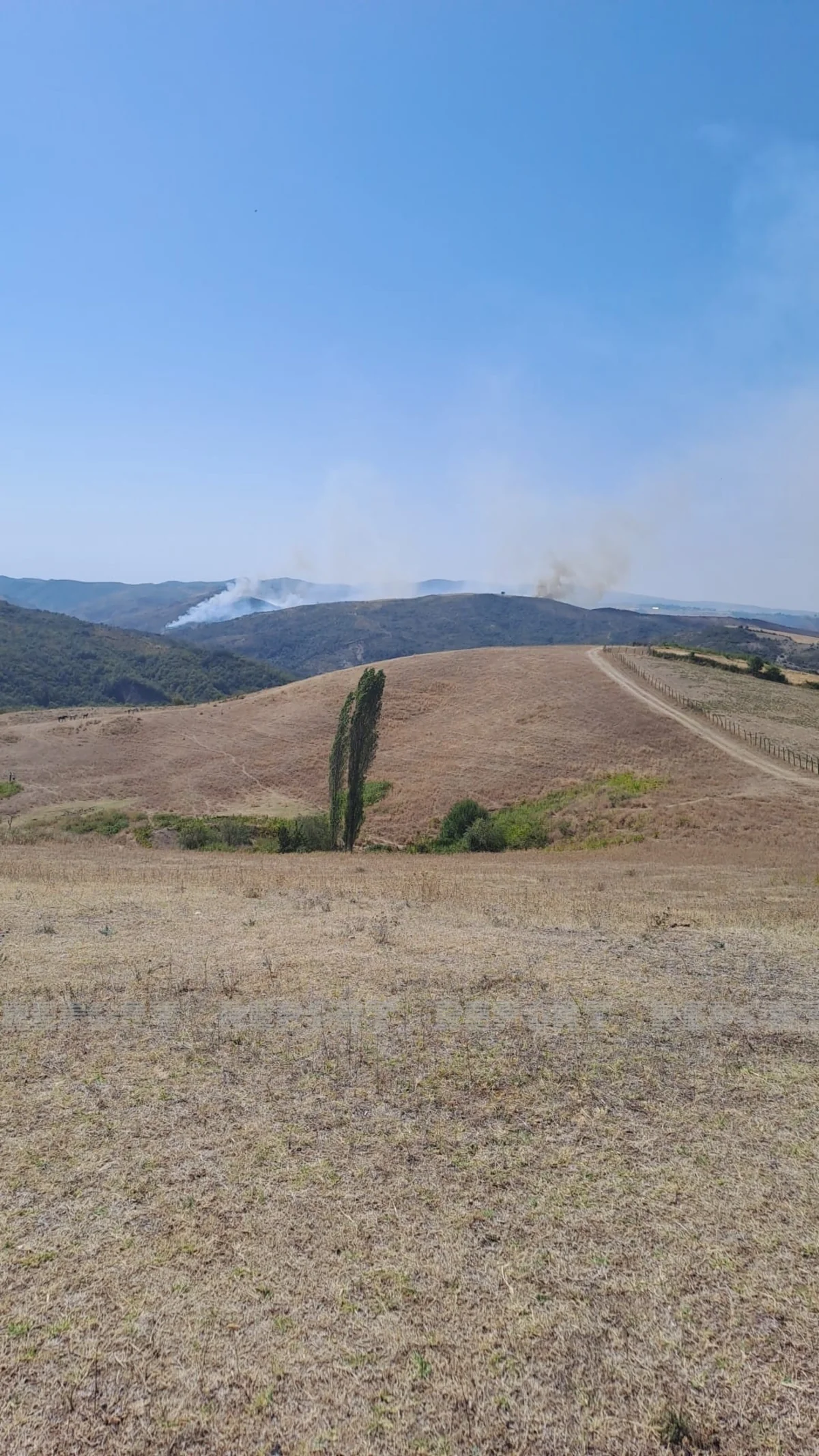 İsmayıllıda dağlıq ərazidə meşə yanır - YENİLƏNİB