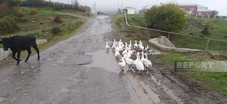 Oğuzda uzun illərdir təmir olunmayan yol yararsız vəziyyətə düşüb