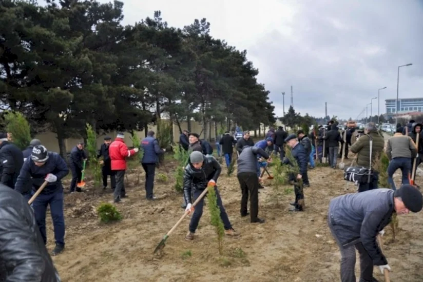 Qaxda ağacəkmə aksiyası keçirilib