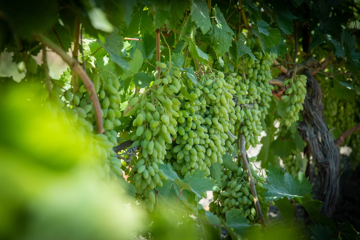 Azərbaycanda damcılı suvarmadan istifadənin təşviqi ölkəyə nə verəcək?