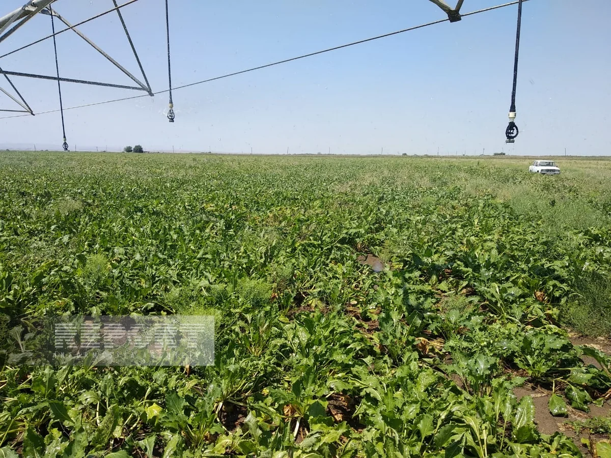 Biləsuvarda şəkər çuğundurunun məhsuldarlığı artıb