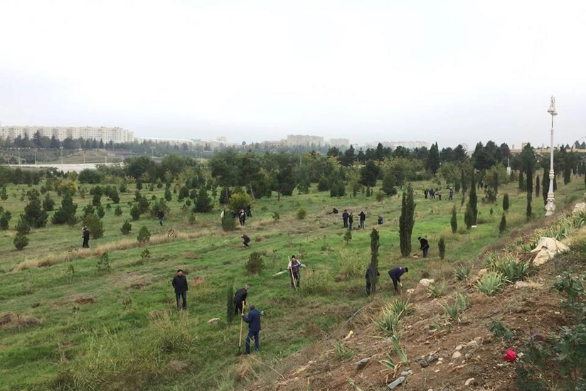 YAP Gəncədə kütləvi ağacəkmə aksiyası keçirib