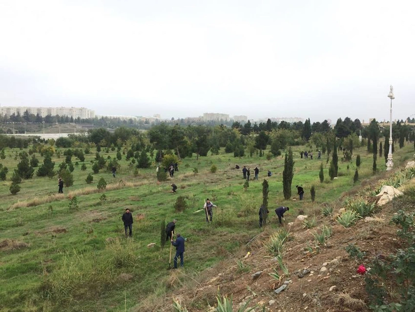 YAP Gəncədə kütləvi ağacəkmə aksiyası keçirib