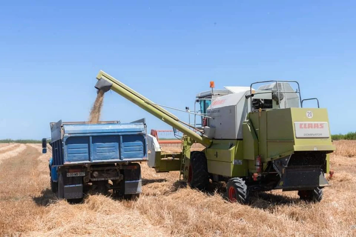 İmişlidə taxıl biçini yekunlaşıb