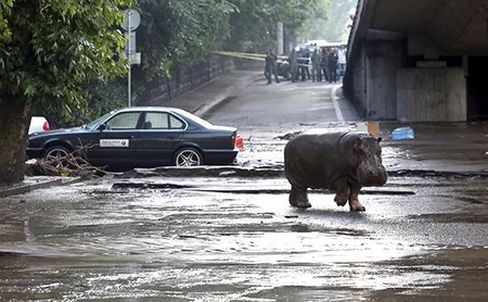 ​Tbilisidə zoopark dağılıb, heyvanlar şəhər küçələrinə axışıb - FOTO