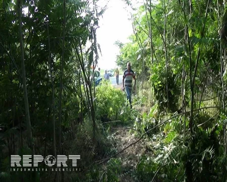 Cəlilabadda yol qəzası baş verib, 2 nəfər xəsarət alıb - FOTO