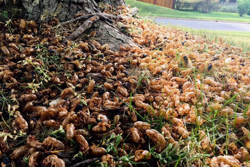 Cicadas blanket part of US - PHOTO