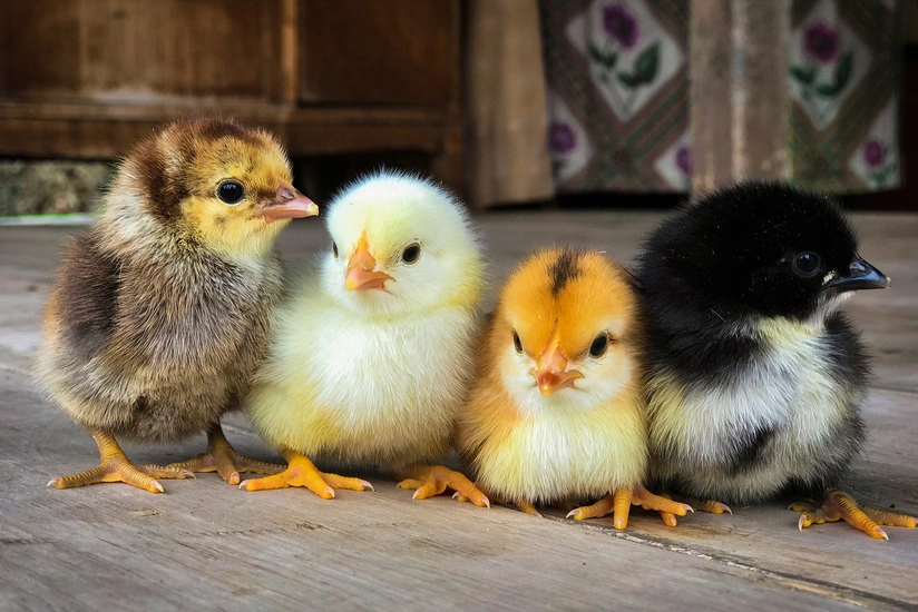 Bu il Gürcüstanın cücə ixracının 64 %-i Azərbaycanın payına düşüb