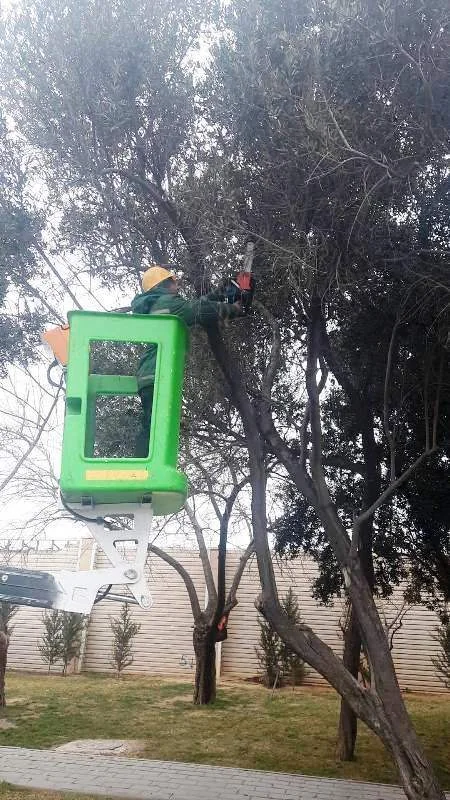 Qarşıdan gələn yaz mövsümü ilə bağlı Bakıda ağaclar əkilir
