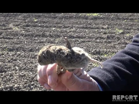 Cəlilabadın taxıl sahələrində gəmiricilərin sayı kəskin şəkildə artıb