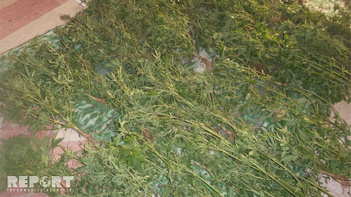 Azərbaycanda 1 tona yaxın çətənə kolları məhv edilib