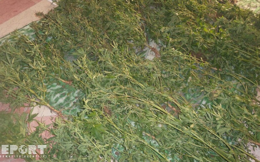 Azərbaycanda 1 tona yaxın çətənə kolları məhv edilib