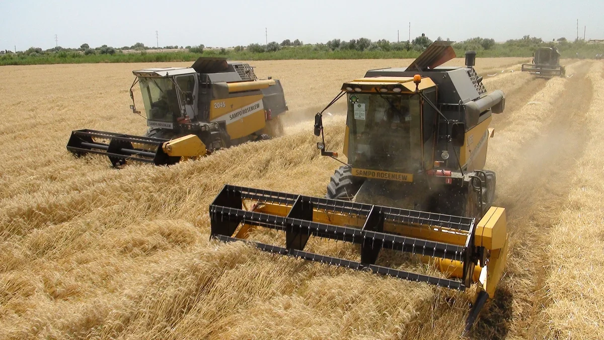 Naxçıvanda taxıl biçininə başlanılır