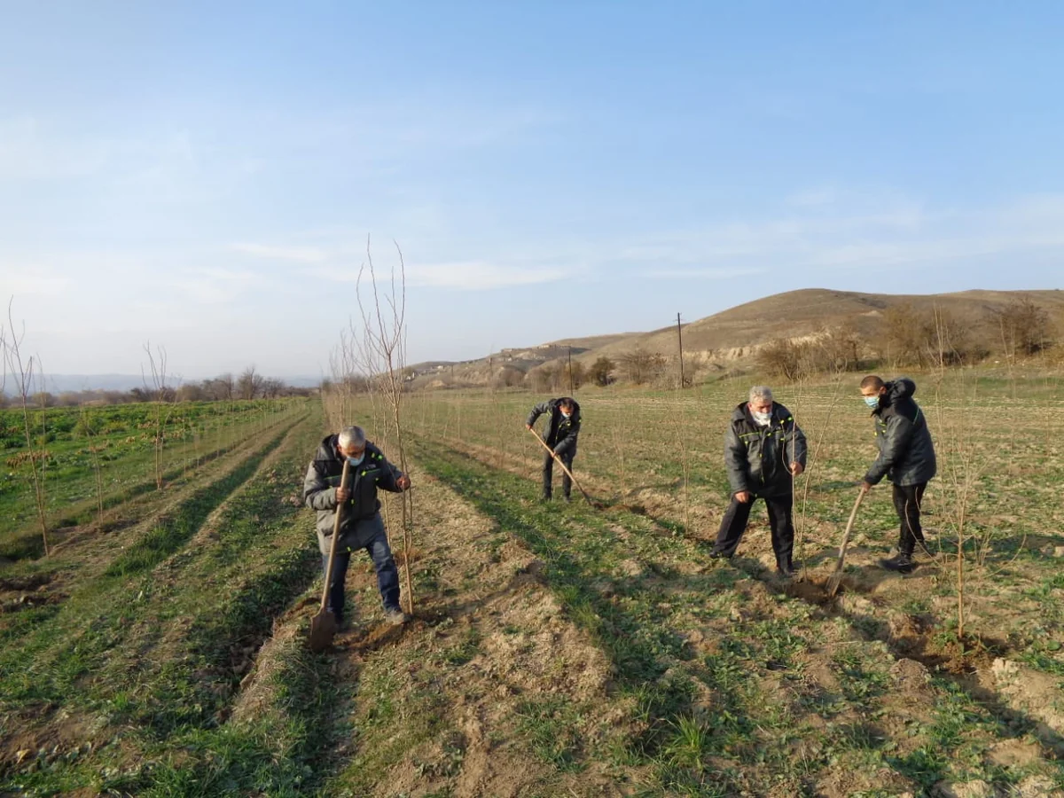 Zəngilanda növbəti ağacəkmə tədbiri keçirilib