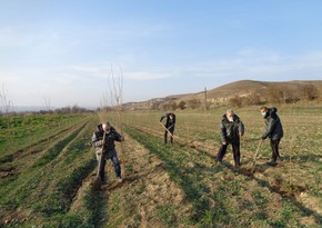 В Зангилане прошла очередная акция по посадке деревьев