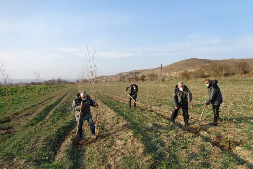 Zəngilanda növbəti ağacəkmə tədbiri keçirilib