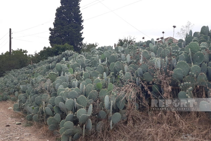 Cəlilabadın kaktuslu kəndindən FOTOREPORTAJ