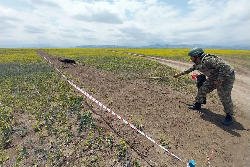Defense Ministry: More than 950 hectares of liberated areas cleared of mines this month