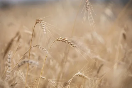 Lerikdə fermerlərlə taxıl biçininin təşkili barədə müzakirələr aparılıb