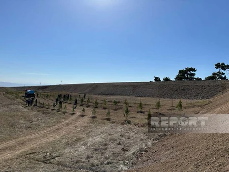 Cəbrayılda Ağıllı tingçilik ərazisində 200-dən çox şam ağacı əkilib