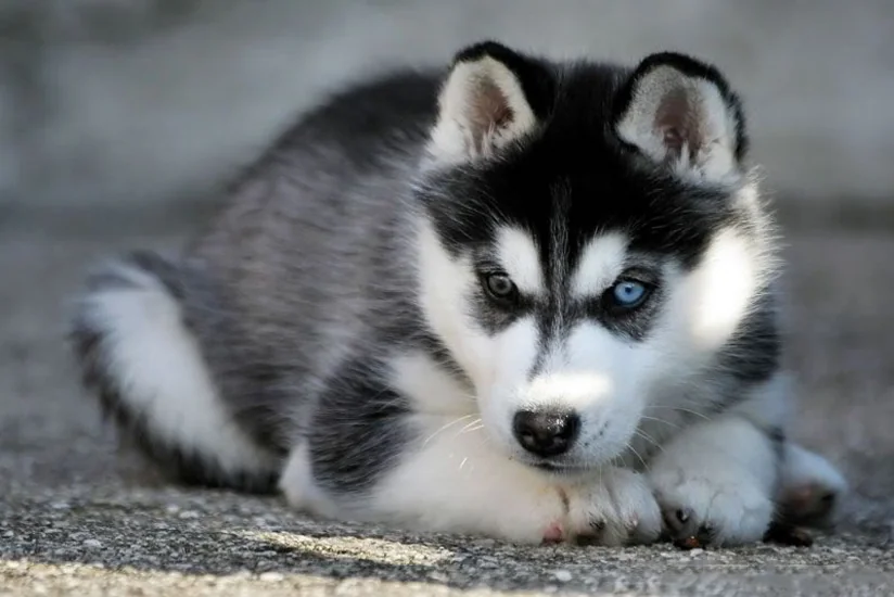 Bakıda cins it oğurlanıb