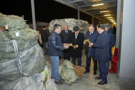 Çindən Azərbaycana 1 milyon ədəd tut tingi gətirilib