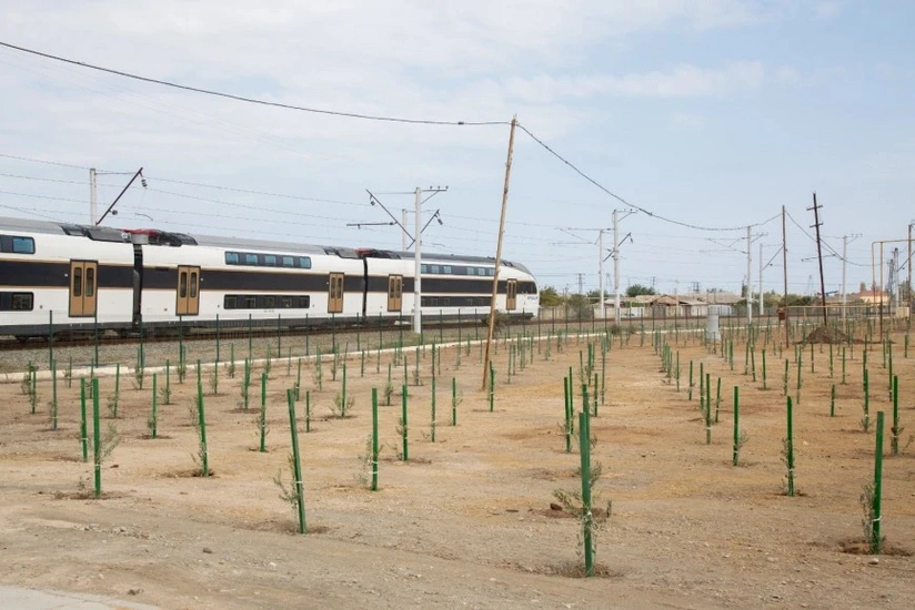 ADY Sabunçuda 900-dən artıq zeytun ağacı tingi əkib