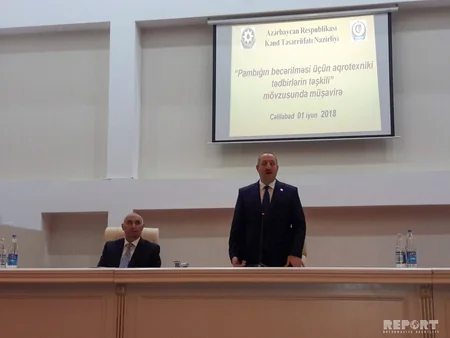 Azərbaycanda sınaq məqsədi ilə rəngli pambıq əkilib