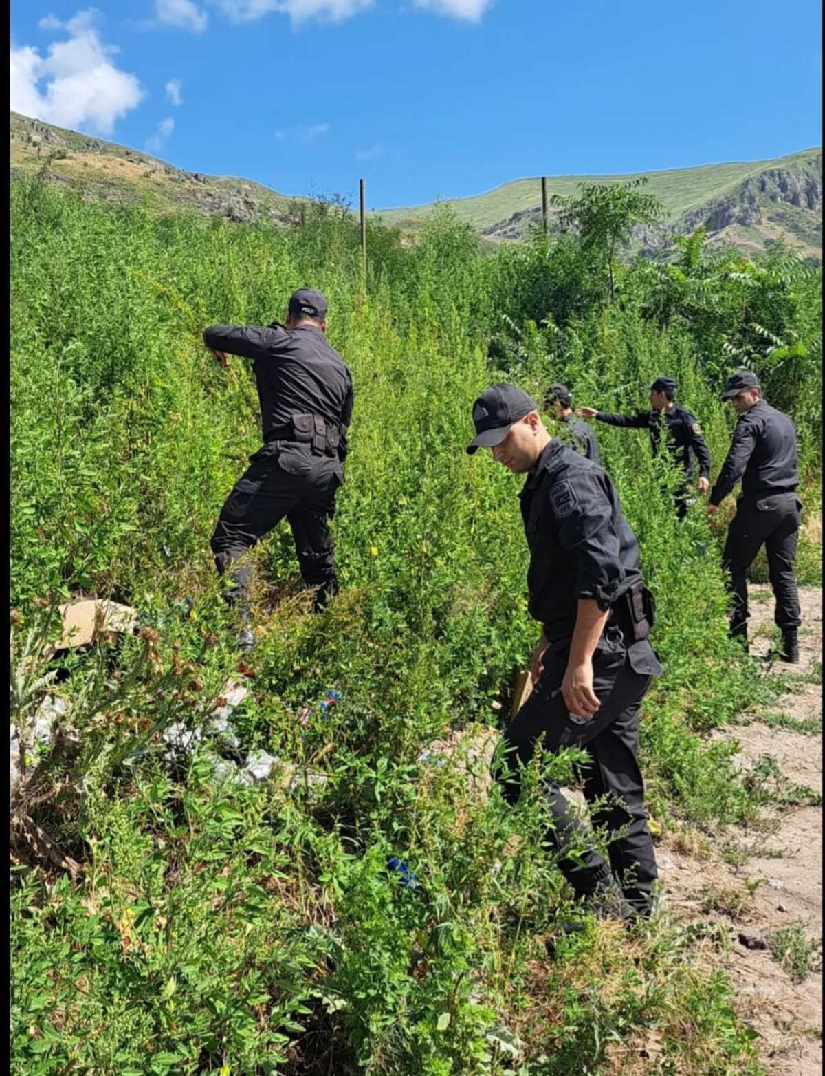 DTX və polis Laçında birgə tədbirlər keçirib, çətənə bitkiləri aşkarlanıb
