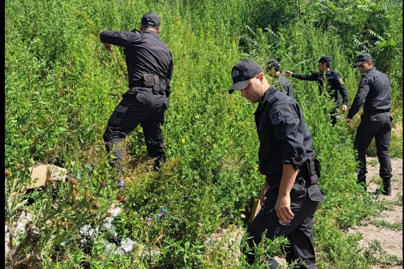 DTX və polis Laçında birgə tədbirlər keçirib, çətənə bitkiləri aşkarlanıb