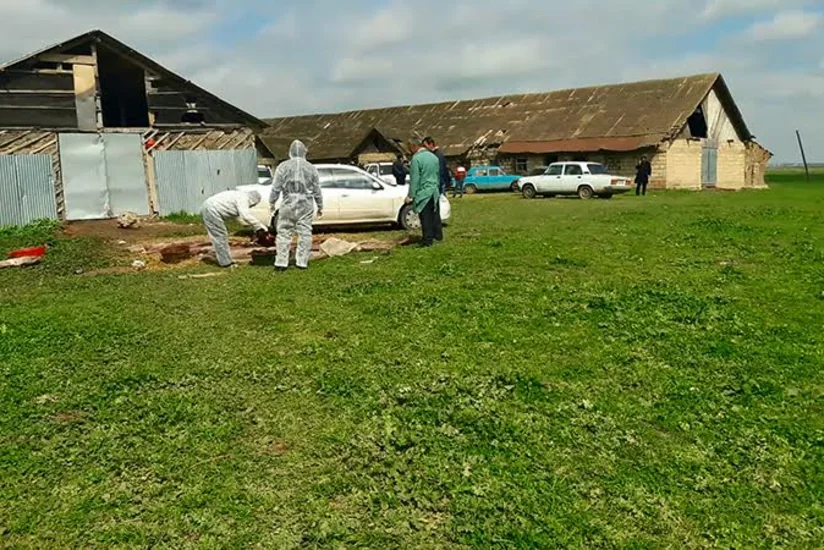 Cəlilabadın Maşlıq kəndində qanunsuz at kəsimi və at əti tədarükü ilə məşğul olanlar aşkarlanıb