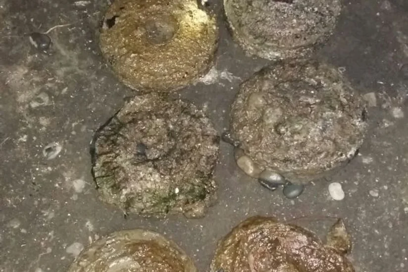 Lənkəranda 8 ədəd tank əleyhinə mina aşkar edilib