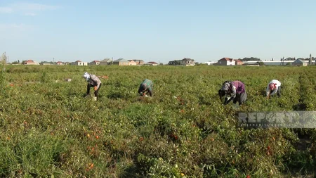 Biləsuvarlı fermerlər pomidorun ucuzlaşmasından əziyyət çəkir
