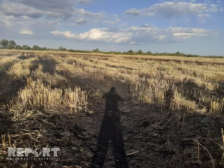 В Кюрдемире загорелось скошенное зерновое поле - ФОТО - ВИДЕО