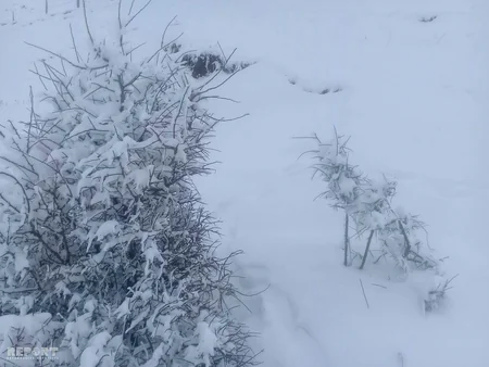 Lerikə yağan güclü qar fəsadlar törədib - FOTO