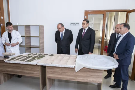 Azərbaycanda kümçülərə ipəkqurdu toxumunun paylanılması başa çatıb