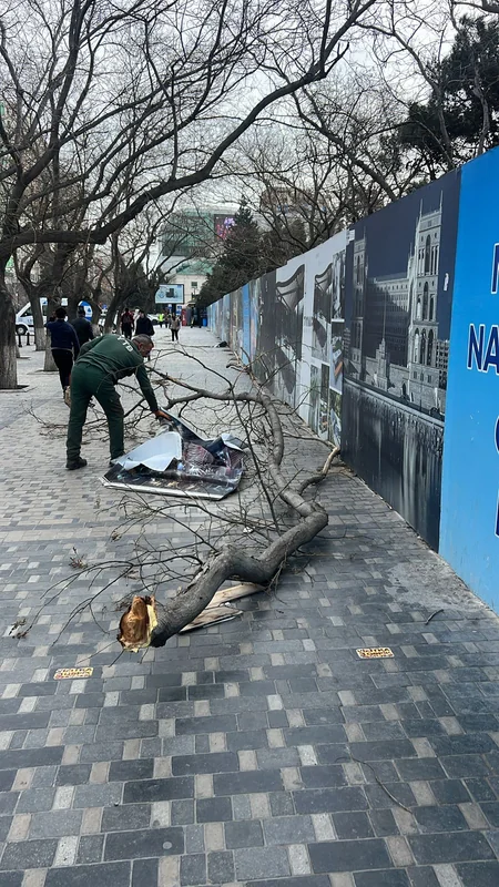 Güclü külək Bakıda 20 ağacı sındırıb