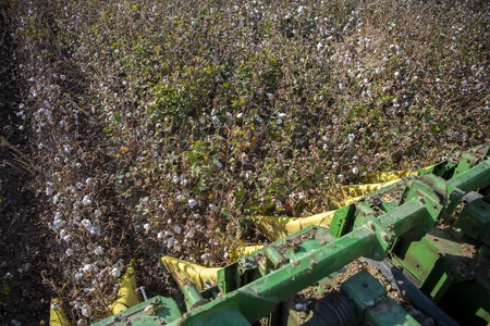 Azərbaycanda bu günə qədər 240 min tondan çox pambıq yığılıb