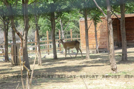 Tbilisi zooparkının sevimli və nəcib sakinləri - Azərbaycanın hədiyyəsi - VİDEOREPORTAJ