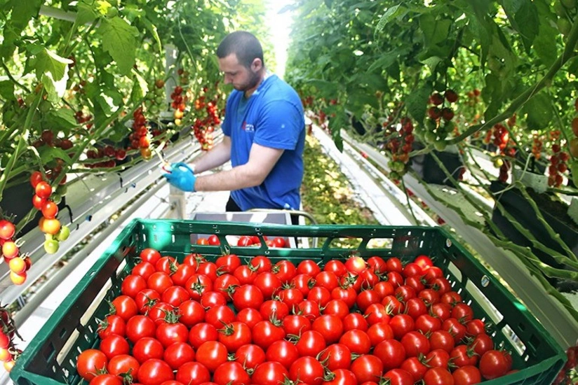 Bu il Azərbaycanda tərəvəz istehsalı və ixracının kəskin artacağı gözlənilir
