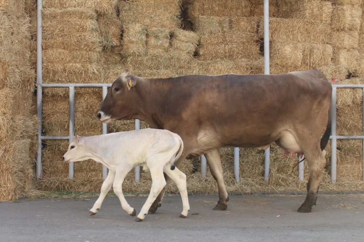 Azərbaycan yüksək məhsuldarlığa malik cins heyvanlar yetişdiriləcək - PİLOT LAYİHƏ