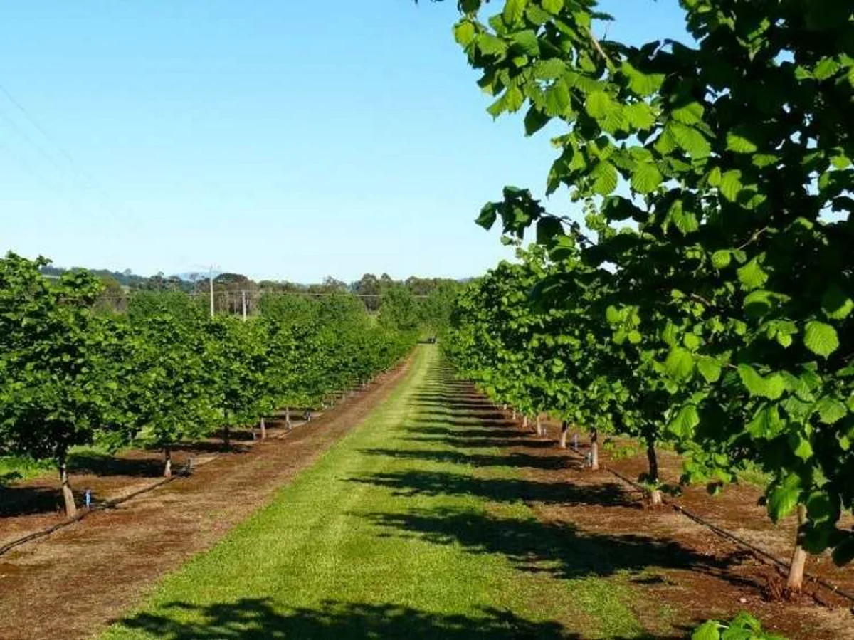 Azərbaycanda meyvə bağlarının aqrar sığortası dövrü başlayır