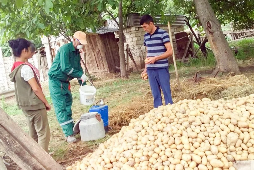 Tovuzda kartof güvəsinə qarşı bioloji mübarizə aparılıb