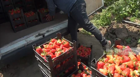Bu il Cəlilabadda çiyələk ilk dəfə olaraq yeni üsulla becərilib, ixrac artıb