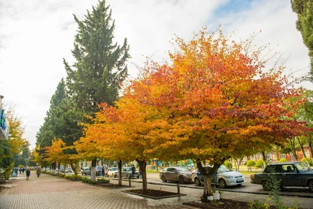 Lənkəranda “Qızıl payız” - FOTOREPORTAJ