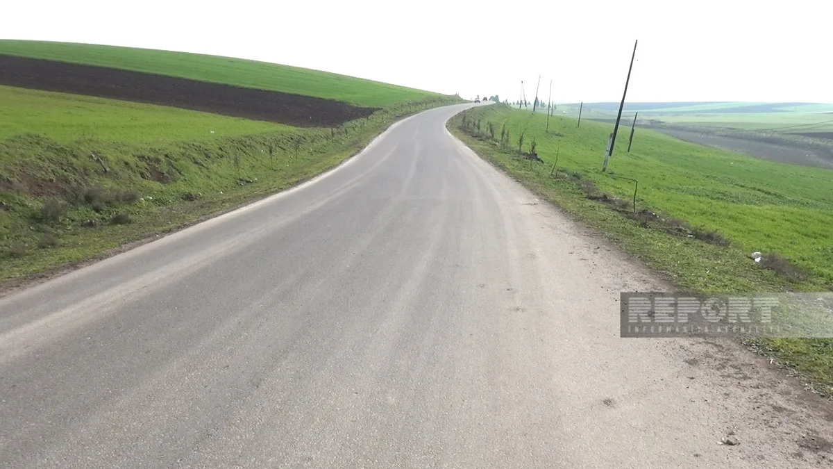 Cəlilabadda yol kənarında əkilən şam ağacları kütləvi şəkildə məhv edilib