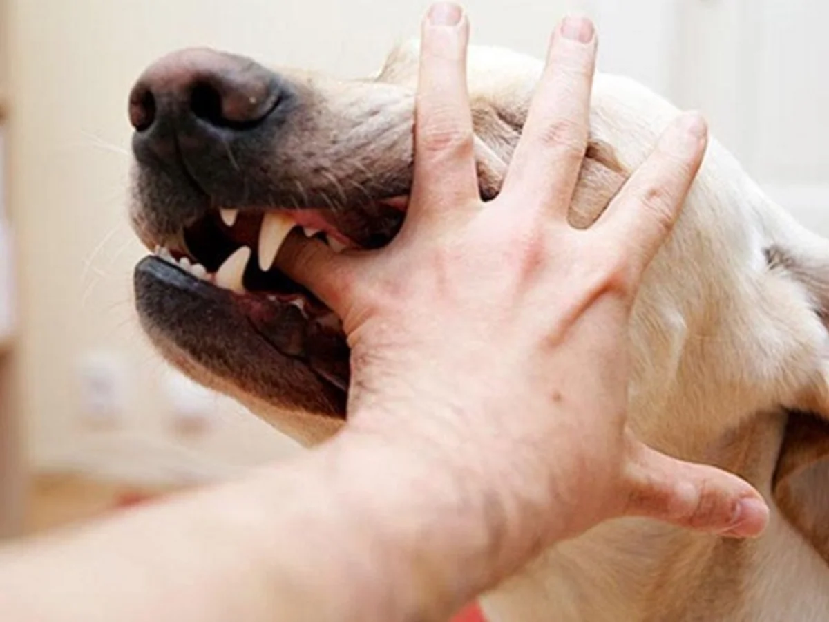 Qaxda sahibsiz it sakinlərə hücum edib: 6 yaralı - FOTO - VİDEO - YENİLƏNİB