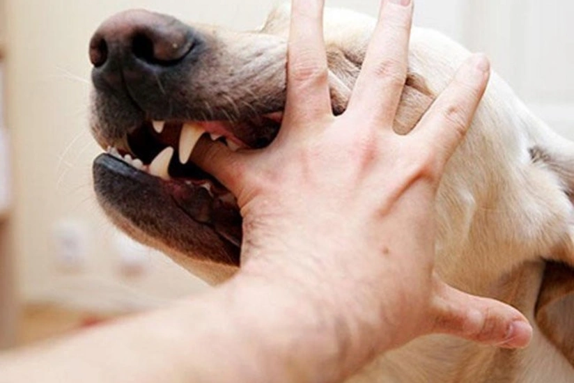 Qaxda sahibsiz it sakinlərə hücum edib: 6 yaralı - FOTO - VİDEO - YENİLƏNİB