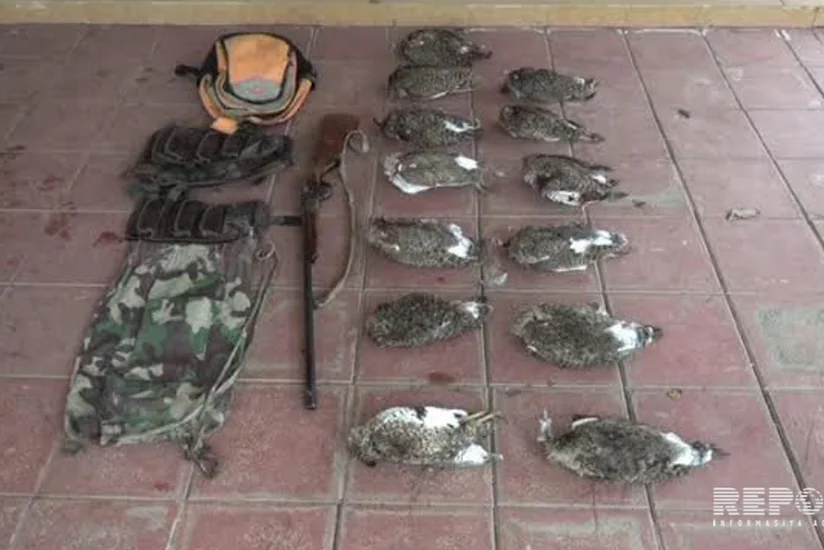 В Азербайджане задержан мужчина, занимавшийся охотой на попавших в Красную книгу птиц - ФОТО