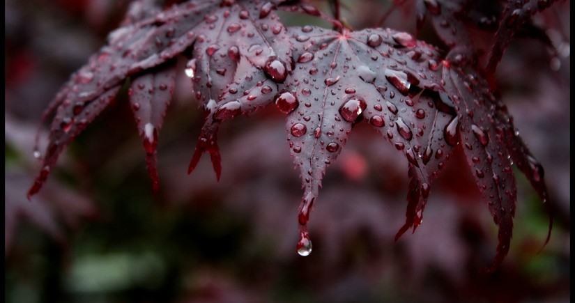Azerbaijan weather forecast for August 17